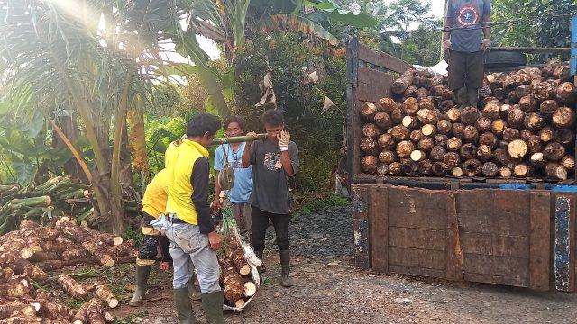 Resmi Dilindungi Negara, Talas Beneng Pandeglang Kini Miliki Sertifikat Indikasi Geografis